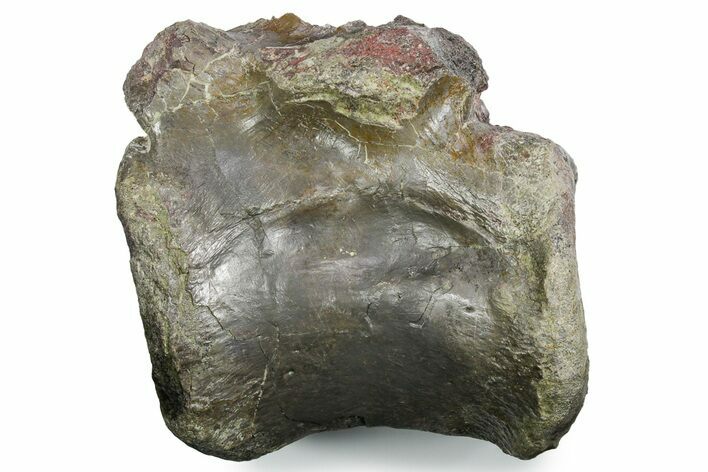 Fossil Theropod Dinosaur (Allosaurus) Vertebra - Utah #352277